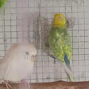 Rare Hogoromo Budgies - Male and Female Breeding Pair