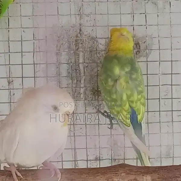 Rare Hogoromo Budgies - Male and Female Breeding Pair