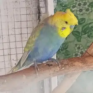 Rare Hogoromo Budgies - Male and Female Breeding Pair