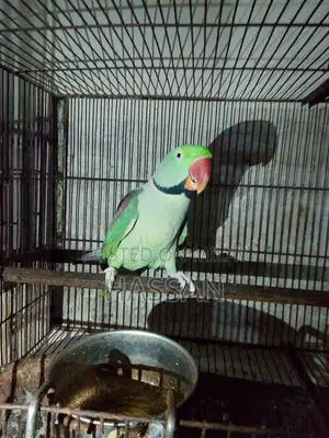Photo - Talking Parrots - Vocal and Interactive Pet Birds