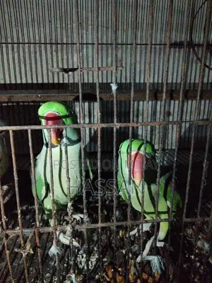 Talking Parrots - Vocal and Interactive Pet Birds