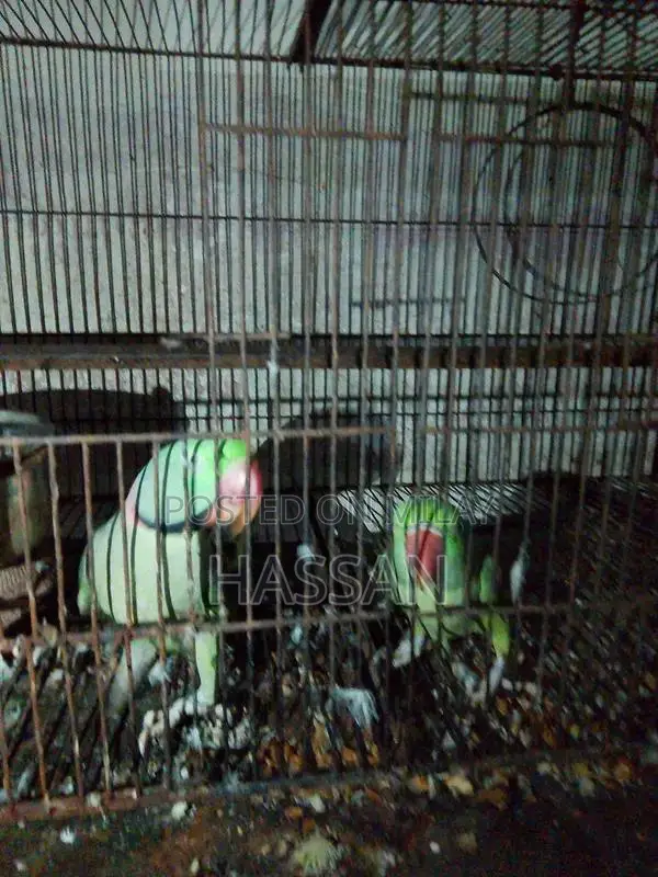 Talking Parrots - Vocal and Interactive Pet Birds