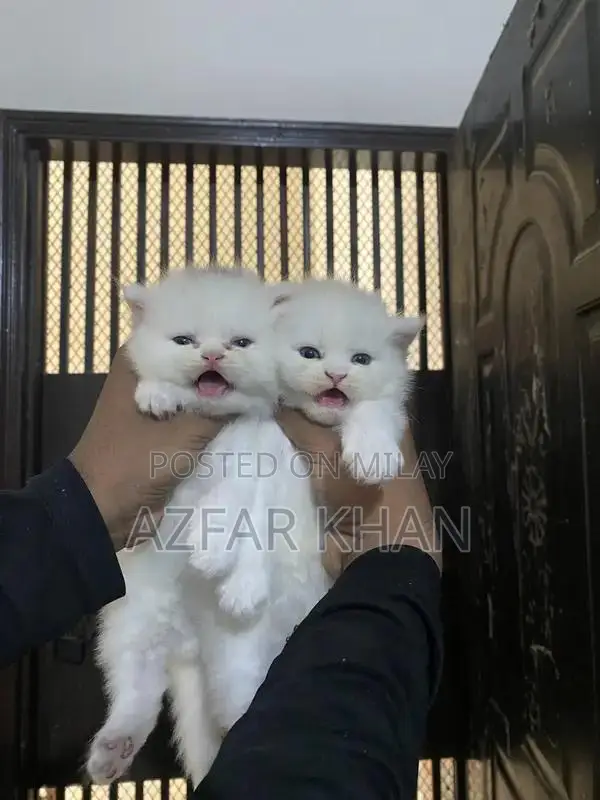 Persian Punch Face Kittens with Blue Shade Eyes