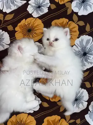 Persian Punch Face Kittens with Blue Shade Eyes