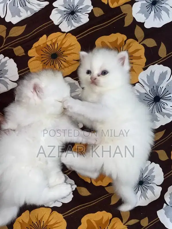 Persian Punch Face Kittens with Blue Shade Eyes