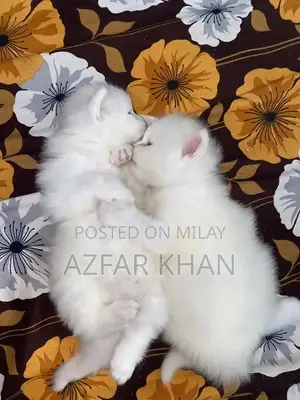 Persian Punch Face Kittens with Blue Shade Eyes