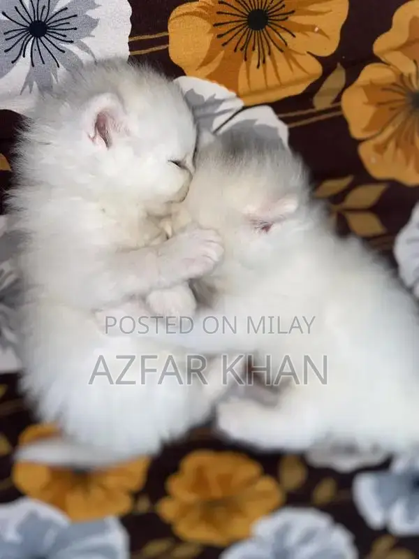 Persian Punch Face Kittens with Blue Shade Eyes