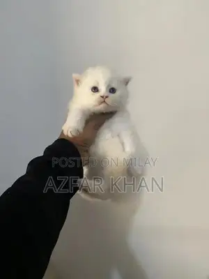 Persian Punch Face Kittens with Blue Shade Eyes
