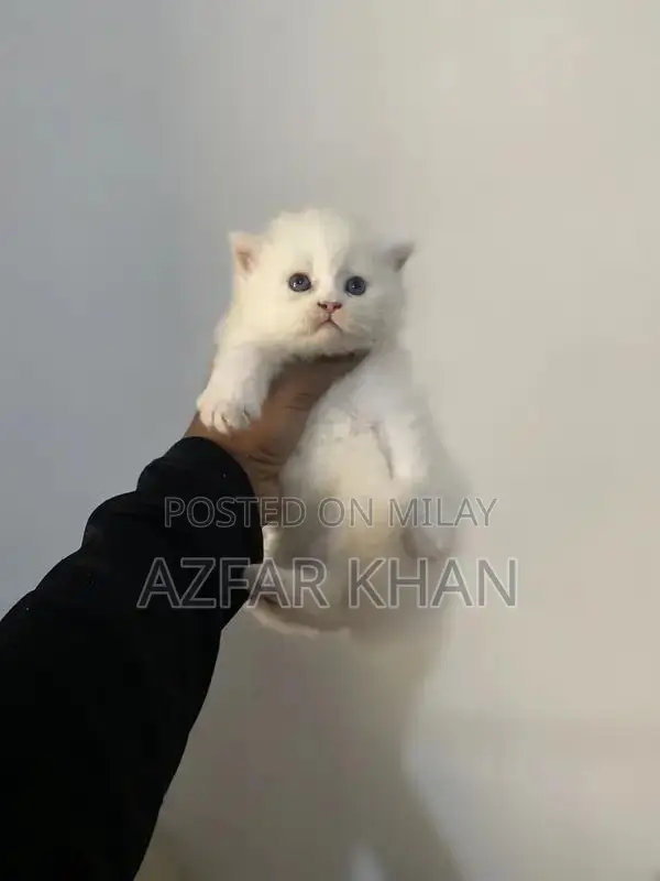 Persian Punch Face Kittens with Blue Shade Eyes