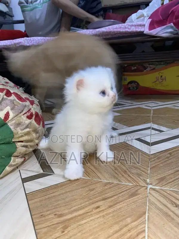 Persian Punch Face Kittens with Blue Shade Eyes