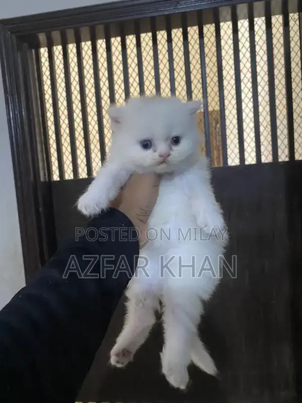 Persian Punch Face Kittens with Blue Shade Eyes