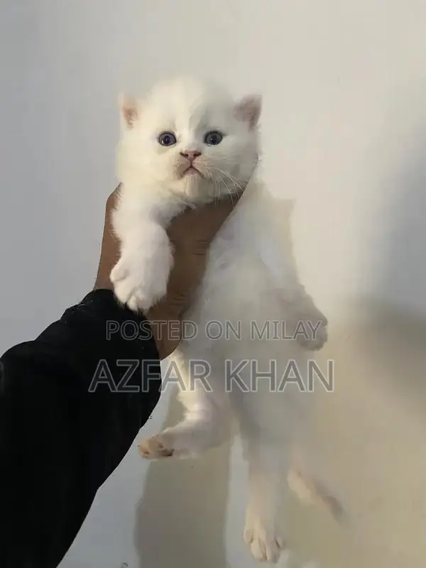 Persian Punch Face Kittens with Blue Shade Eyes