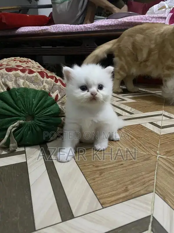Persian Punch Face Kittens with Blue Shade Eyes