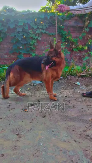 Photo - Purebred German Shepherd Dog - Intelligent Companion