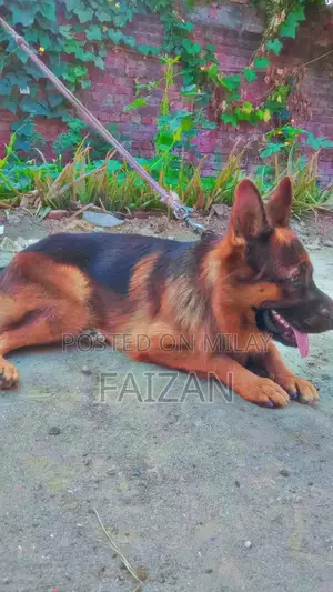 Purebred German Shepherd Dog - Intelligent Companion