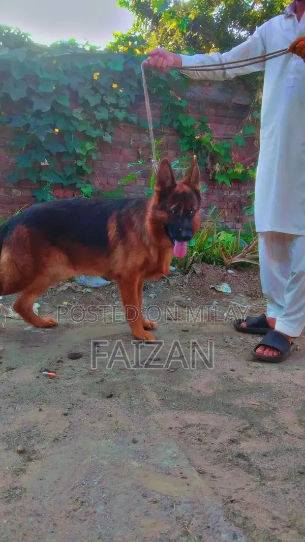 Purebred German Shepherd Dog - Intelligent Companion