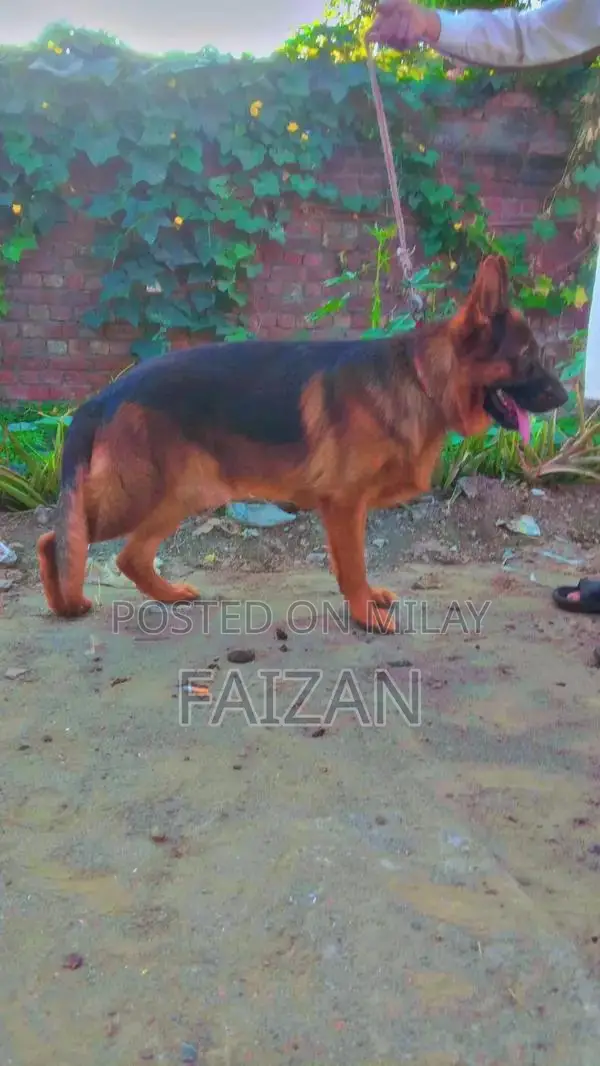 Purebred German Shepherd Dog - Intelligent Companion