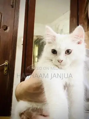 Photo - Irani Persian Cat - Healthy Triple Coat Companion