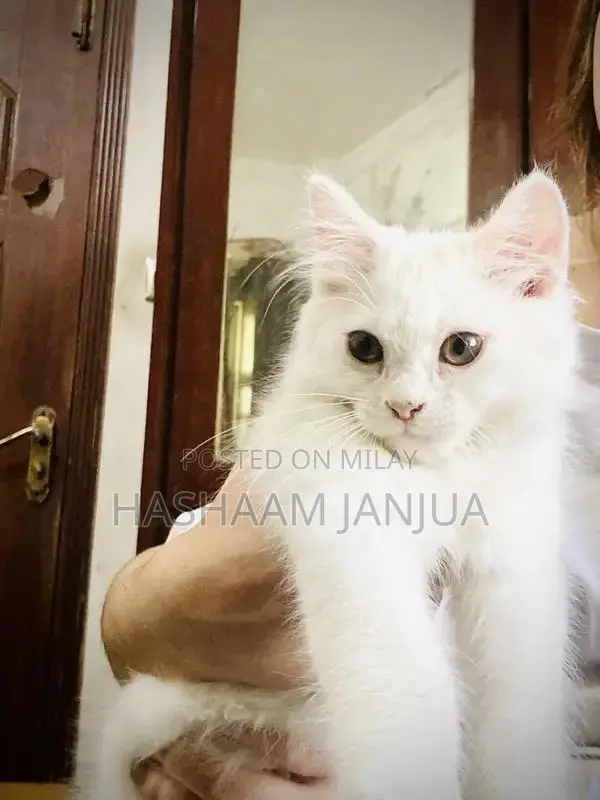 Irani Persian Cat - Healthy Triple Coat Companion