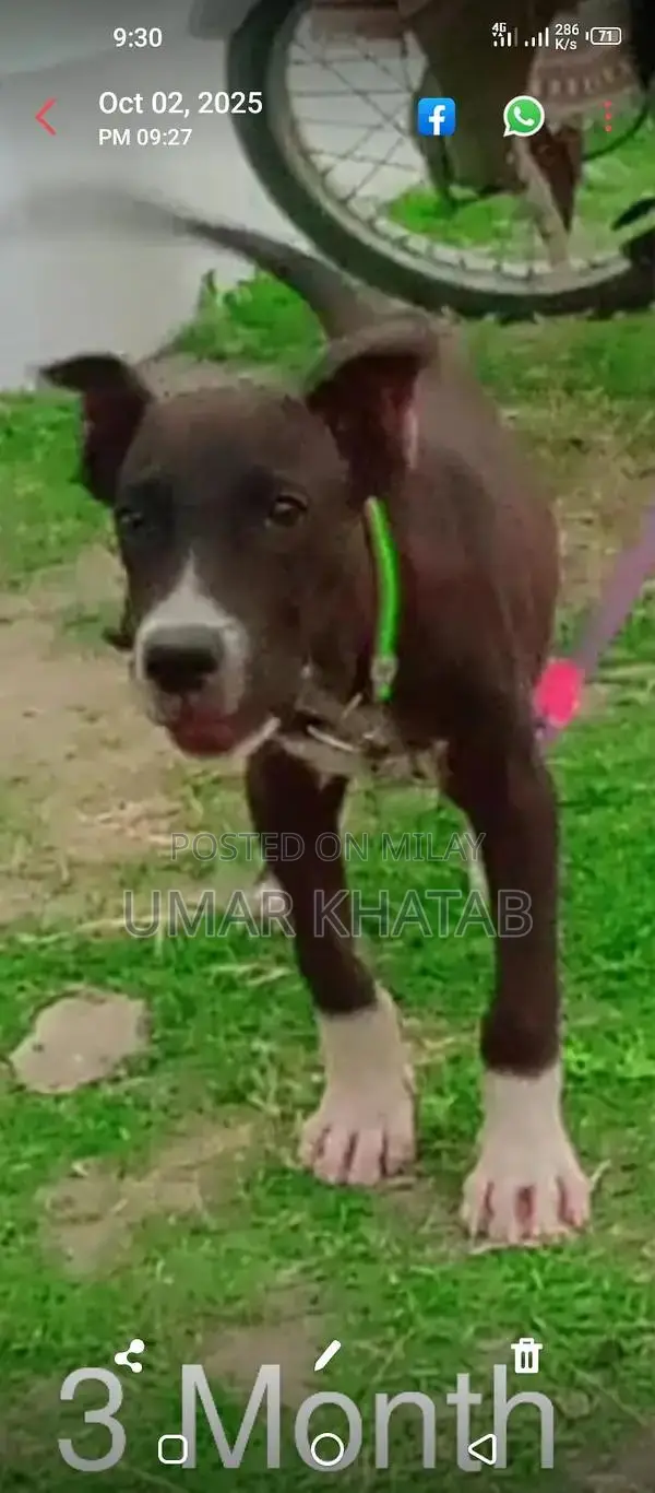 Mixed Breed Bully Dog - Friendly Companion