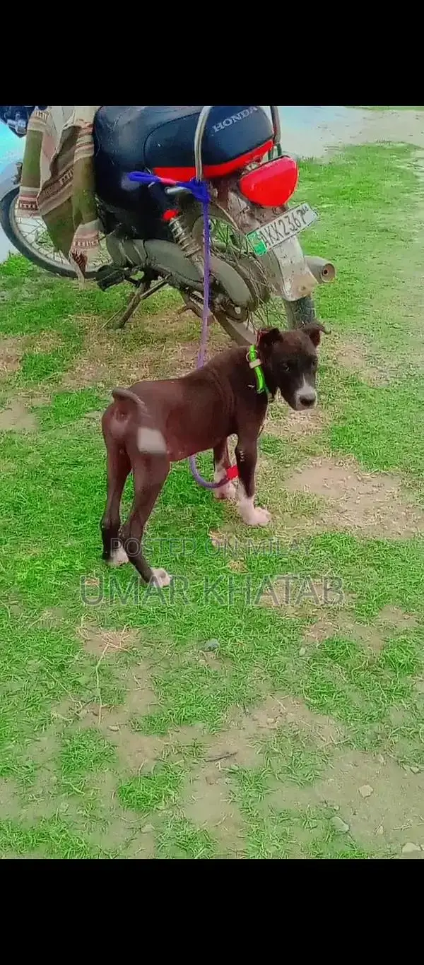 Mixed Breed Bully Dog - Friendly Companion