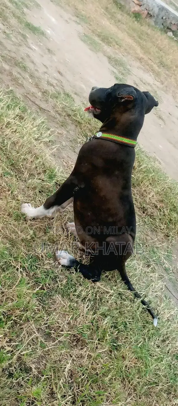 Mixed Breed Bully Dog - Friendly Companion