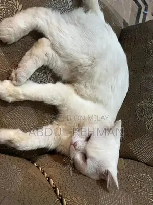 Photo - Purebred White Persian Cat - Trained Companion Pet