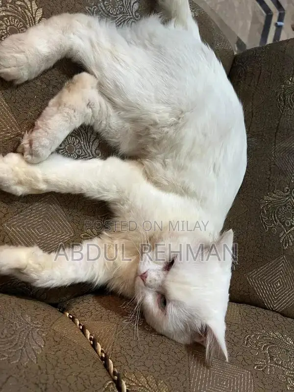 Purebred White Persian Cat - Trained Companion Pet