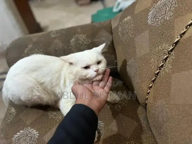 Purebred White Persian Cat - Trained Companion Pet