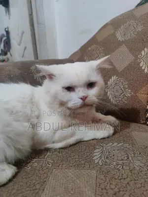 Purebred White Persian Cat - Trained Companion Pet