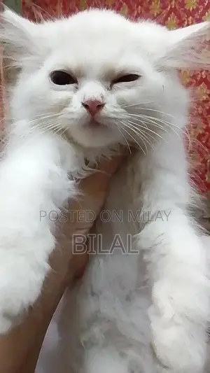 Photo - Persian Cats: Purebred White Female Kittens Available