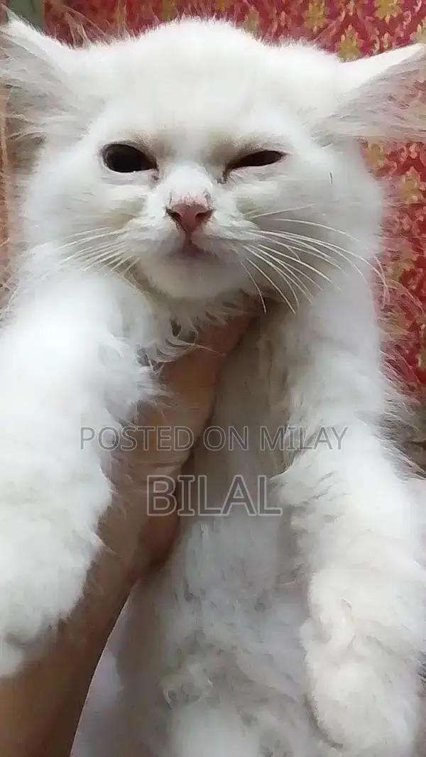 Persian Cats: Purebred White Female Kittens Available