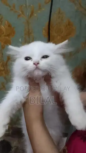 Persian Cats: Purebred White Female Kittens Available