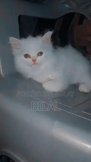 Persian Cats: Purebred White Female Kittens Available