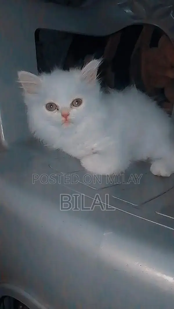 Persian Cats: Purebred White Female Kittens Available