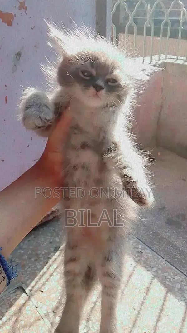 Persian Cats: Purebred White Female Kittens Available