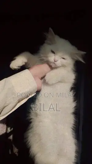 Persian Cats: Purebred White Female Kittens Available