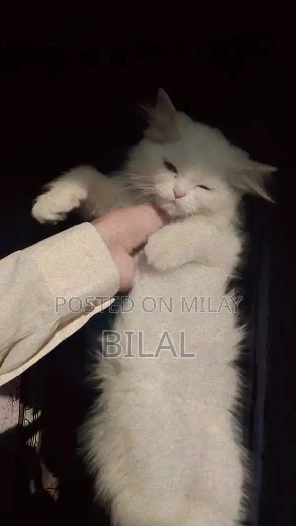 Persian Cats: Purebred White Female Kittens Available