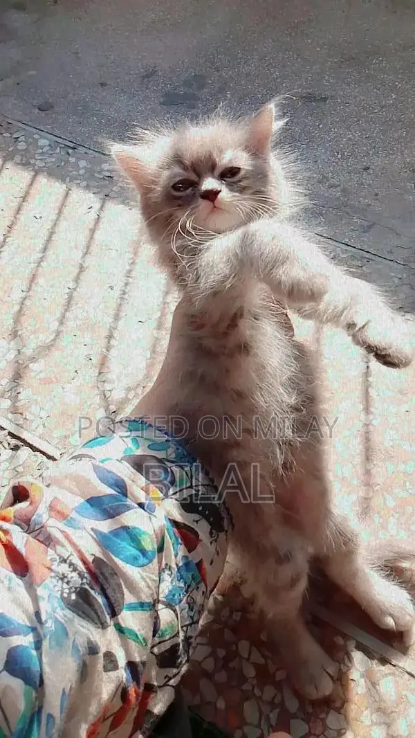 Persian Cats: Purebred White Female Kittens Available