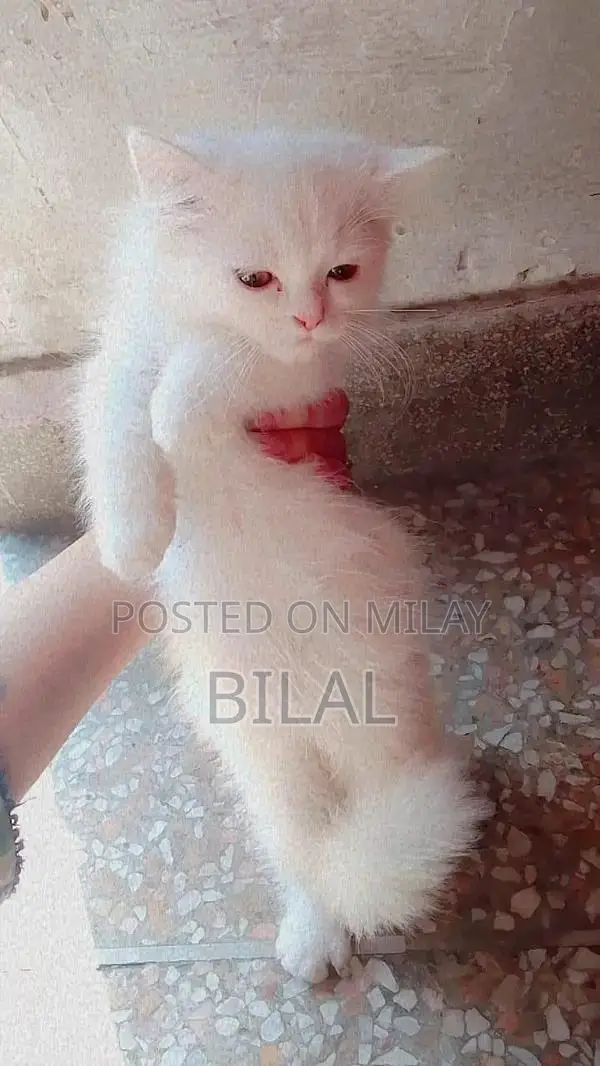 Persian Cats: Purebred White Female Kittens Available