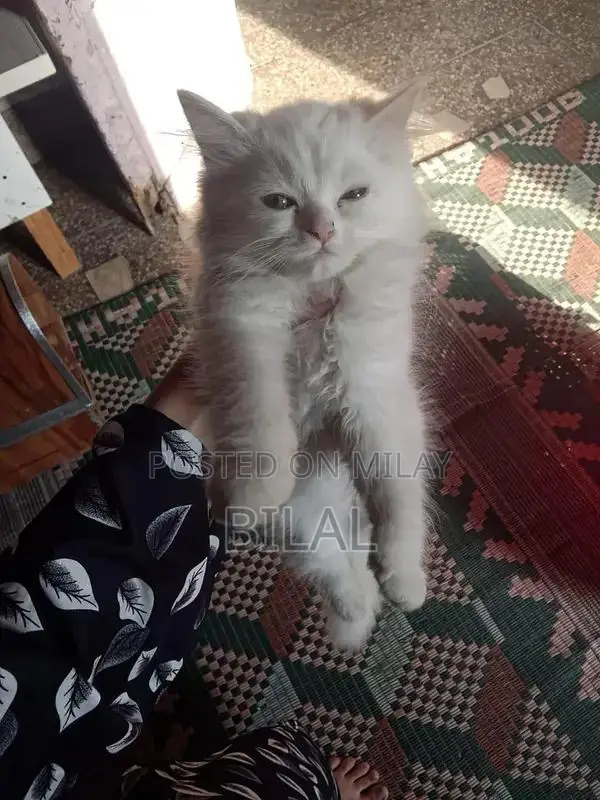 Persian Cats: Purebred White Female Kittens Available