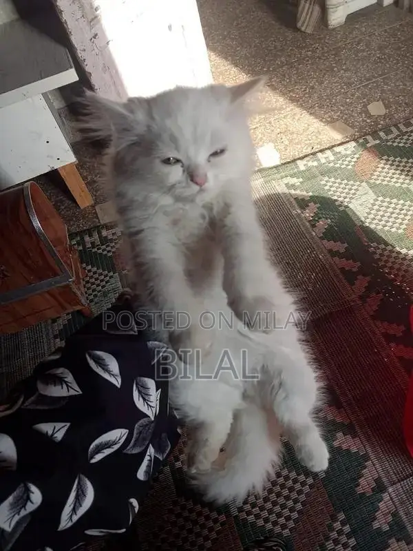 Persian Cats: Purebred White Female Kittens Available