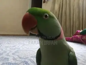 Photo - Raw Parrot: Intelligent, Healthy Bird with Learning Potential