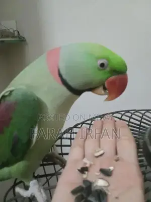 Raw Parrot: Intelligent, Healthy Bird with Learning Potential