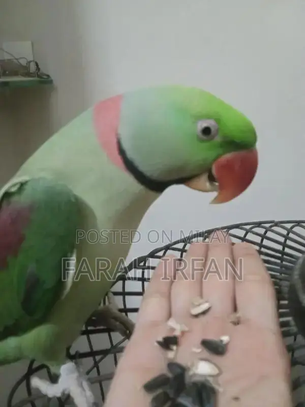 Raw Parrot: Intelligent, Healthy Bird with Learning Potential
