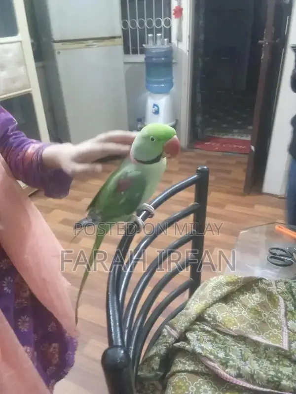Raw Parrot: Intelligent, Healthy Bird with Learning Potential