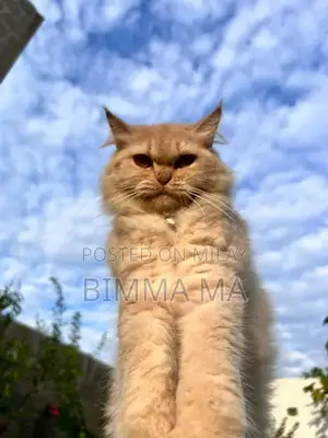 Photo - Persian Female Cat, 2 Years Old, Breeding Quality