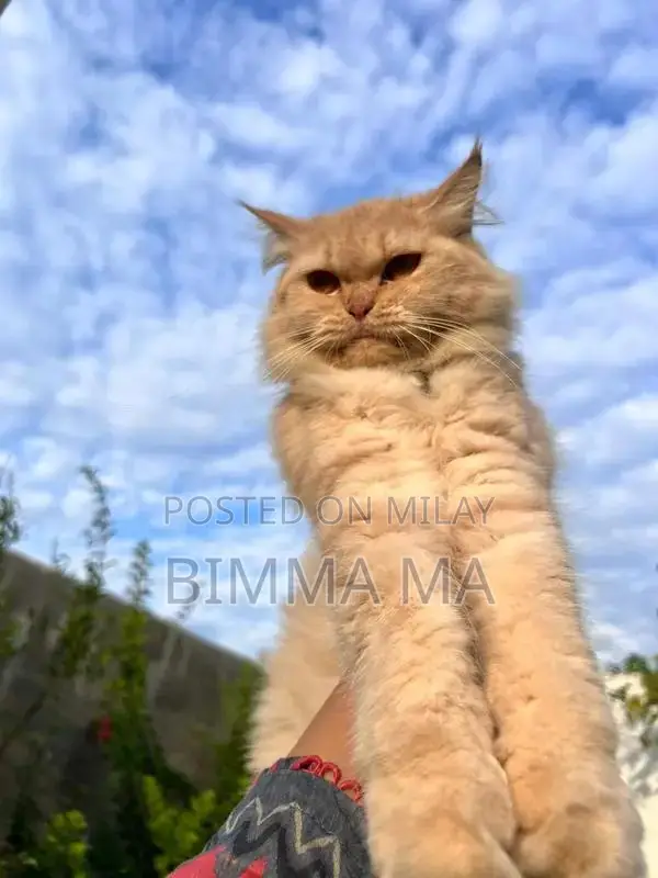 Persian Female Cat, 2 Years Old, Breeding Quality