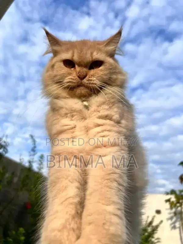 Persian Female Cat, 2 Years Old, Breeding Quality