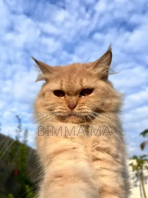 Persian Female Cat, 2 Years Old, Breeding Quality